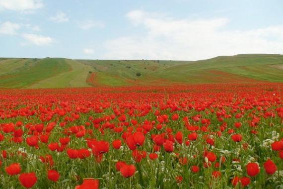 گردشگری,همدان,طبیعت گردی,دشت شقایق,shabnamha.ir,شبنم همدان,afkl ih,شبنم ها