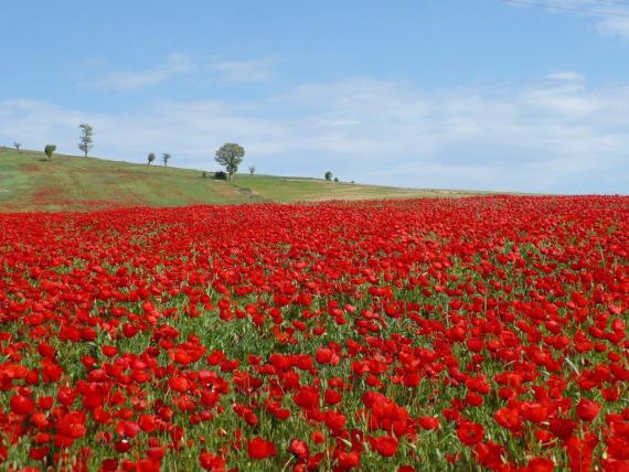 گردشگری,همدان,طبیعت گردی,دشت شقایق,shabnamha.ir,شبنم همدان,afkl ih,شبنم ها