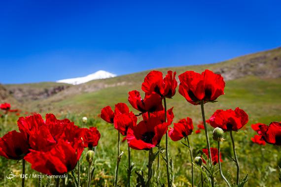 گردشگری,همدان,طبیعت گردی,دشت شقایق,shabnamha.ir,شبنم همدان,afkl ih,شبنم ها