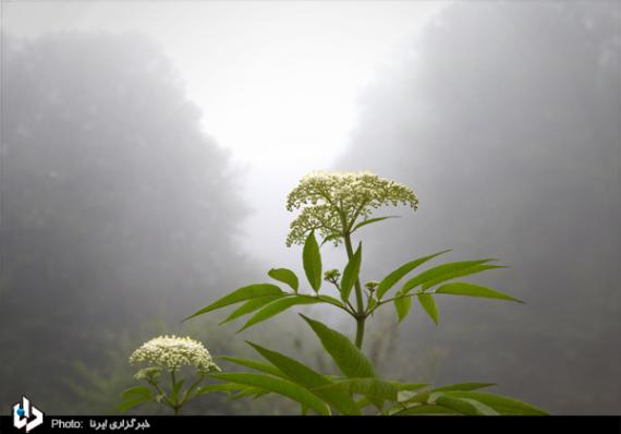 گزارش تصویری,مازندران,کلاردشت,روستای مازیچال,shabnamha.ir,شبنم همدان,afkl ih,شبنم ها