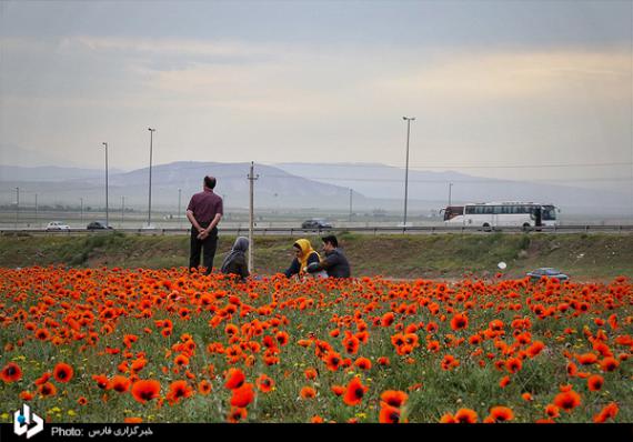 شبنم ها, shabnamha, دشت شقایق 