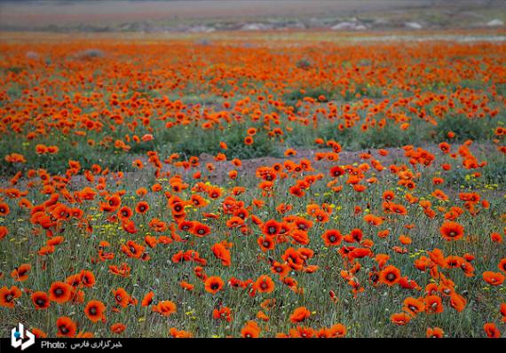 شبنم ها, shabnamha, دشت شقایق 